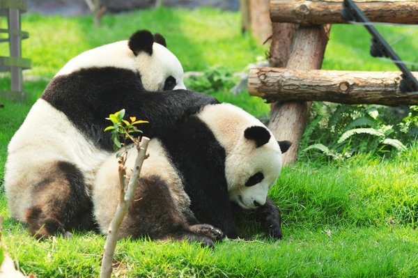Comment organiser une visite des sanctuaires de pandas géants en Chine?