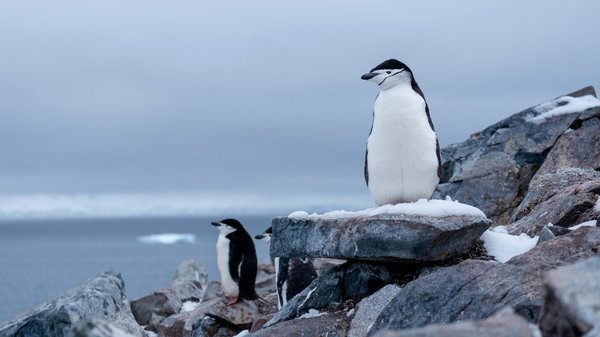 Comment planifier une expédition pour observer les pingouins en Antarctique?
